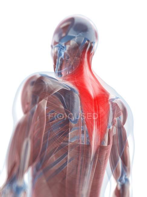Вид трапециевидной мышцы — стоковое фото