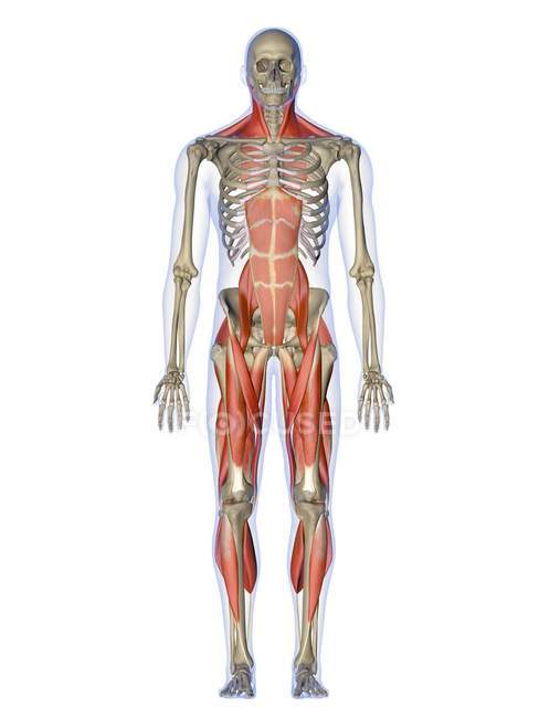 Músculos que controlan la postura humana - foto de stock