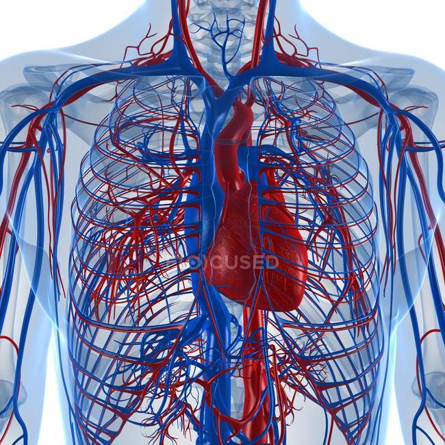 Sistema cardiovascular del adulto sano - foto de stock