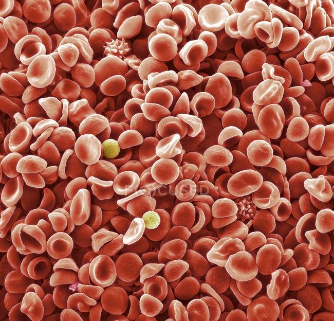 Menschliche Blutkörperchen — Stockfoto