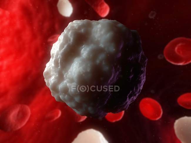 Normal White blood cell — Stock Photo