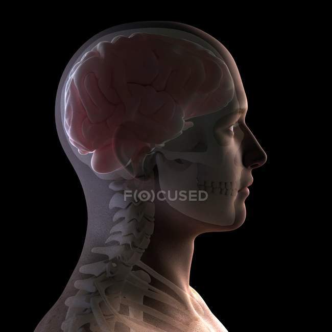 Anatomia della testa che rivela la struttura cerebrale — Foto stock
