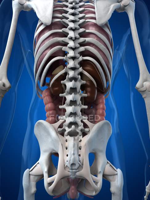 Renderização visual da anatomia humana — Fotografia de Stock