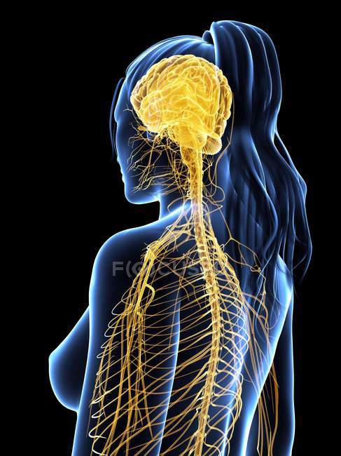 Мозг и основные нервы — стоковое фото
