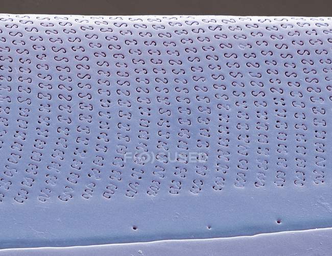 Мастоглої одноклітинними водоростей — стокове фото