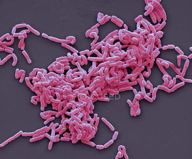 Illustration de la colonie de Lactobacillus — Photo de stock