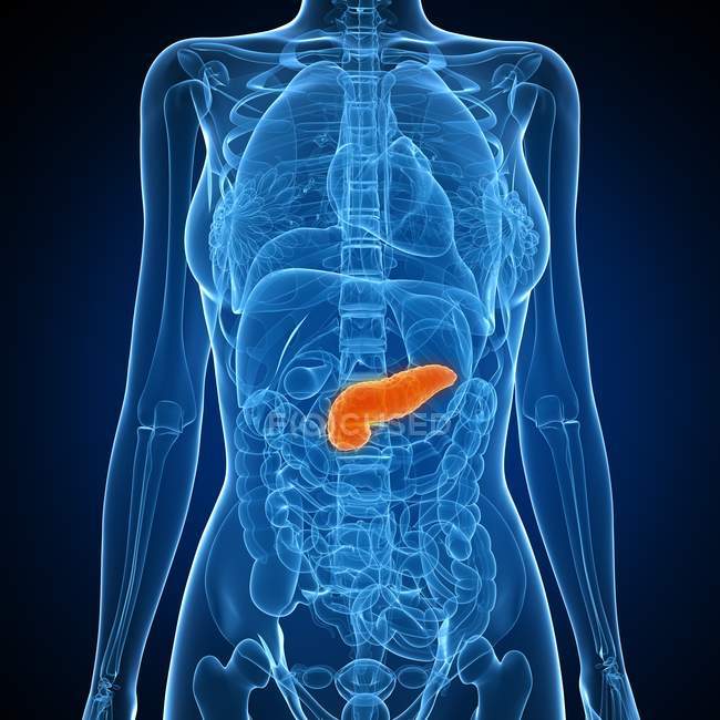 Healthy pancreas anatomy — Stock Photo