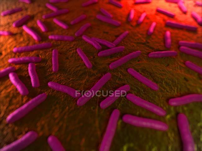 Organismos bacterianos en forma de barra - foto de stock