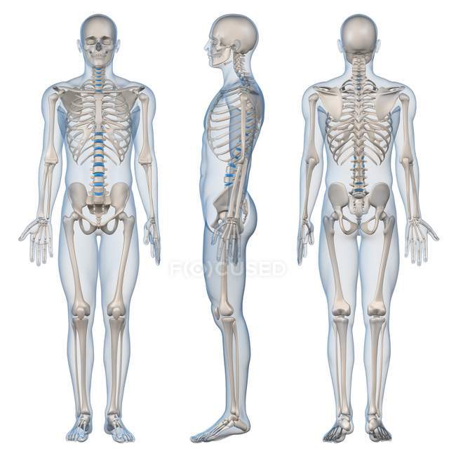 Vista del esqueleto masculino - foto de stock