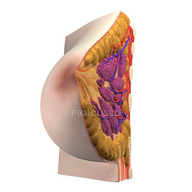 Vista de la anatomía mamaria - foto de stock