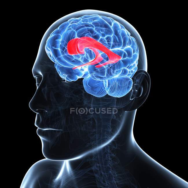 Cerebro mostrando ventrículo lateral - foto de stock