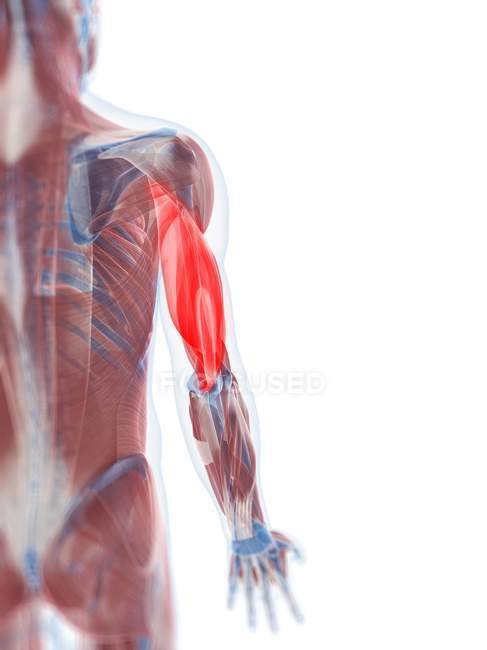 Вид мышцы трицепса — стоковое фото