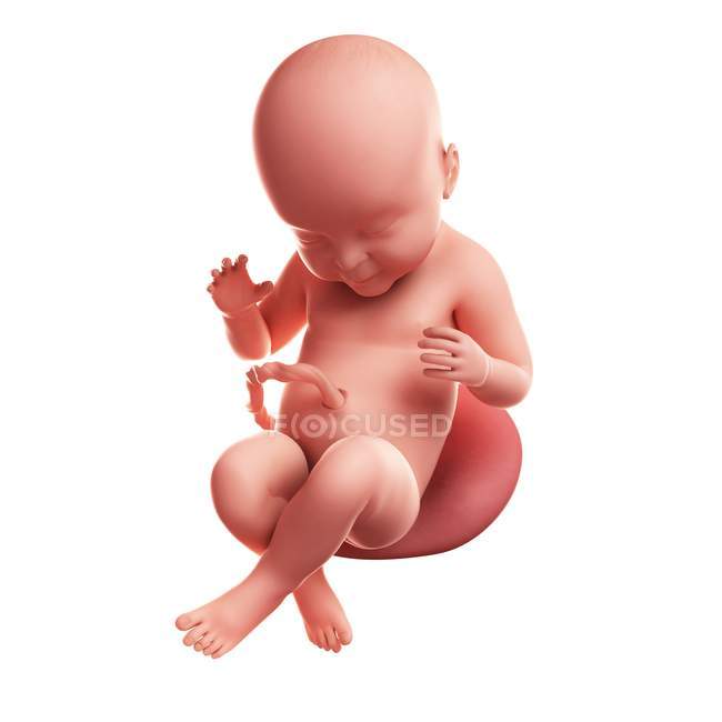 Vista del feto a 40 settimane — Foto stock