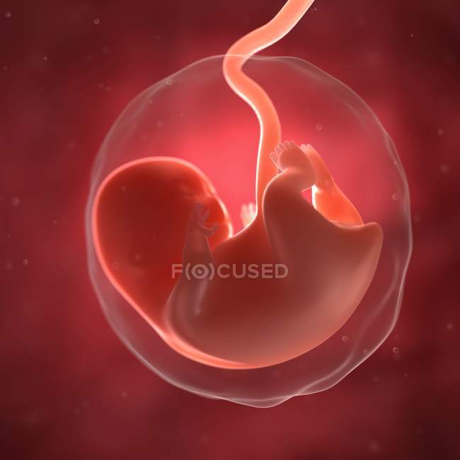 Vista de Fetus às 8 semanas — Fotografia de Stock