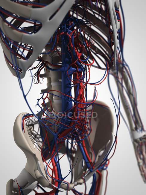 Skelett- und Herz-Kreislauf-Systeme — Stockfoto