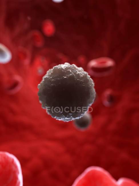 Célula sanguínea branca — Fotografia de Stock