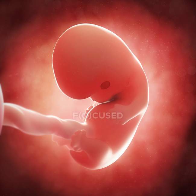 Vista de Fetus às 8 semanas — Fotografia de Stock