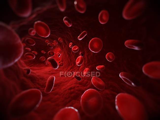 Красные кровяные тельца в кровеносном сосуде — стоковое фото