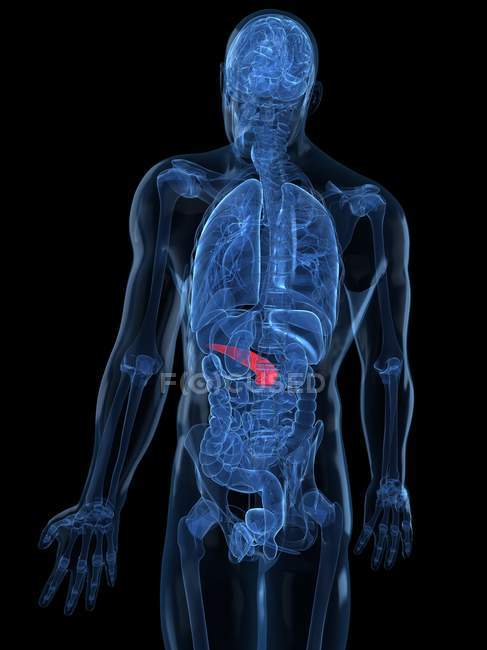 Vista do pâncreas saudável — Fotografia de Stock