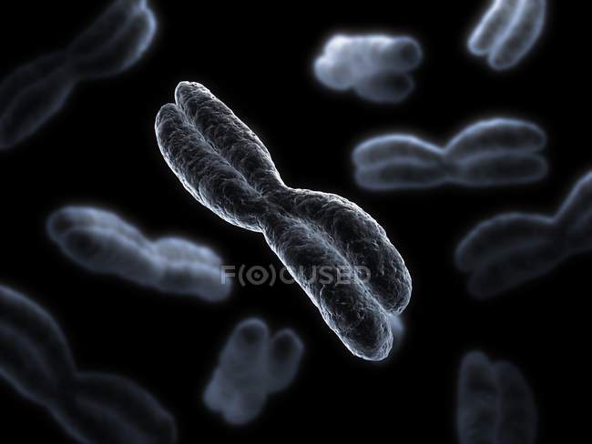 Vierarmige Chromosomen — Stockfoto