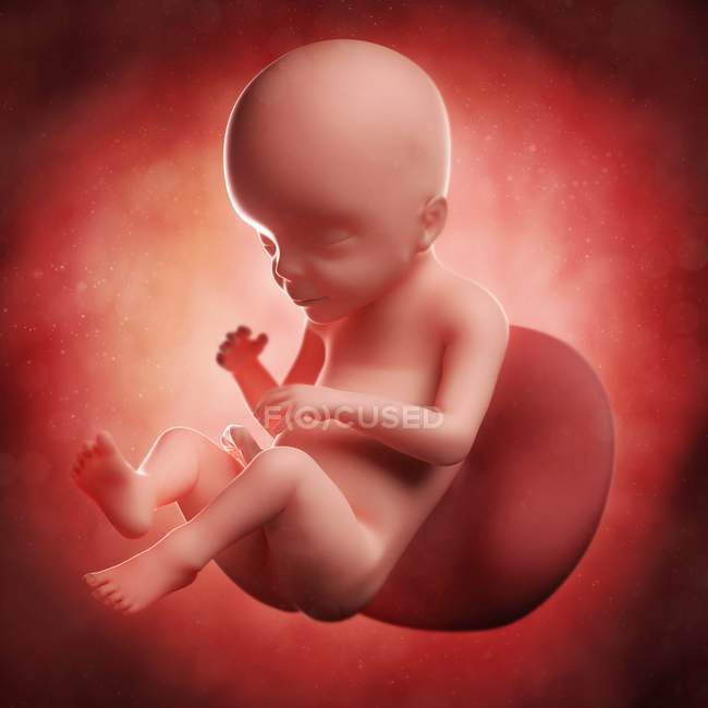 Vista del feto a las 23 semanas - foto de stock