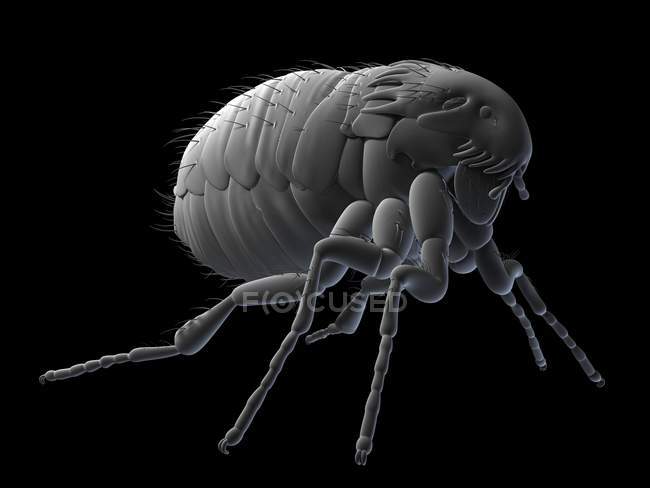 Visual representation of adult cat flea — Stock Photo