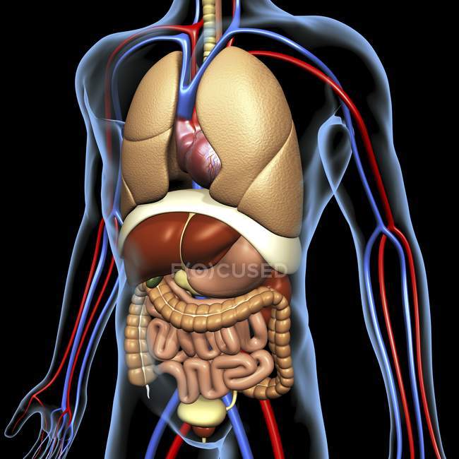 Organes internes et système cardiovasculaire — Photo de stock