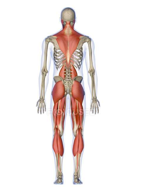 Main muscles controlling human posture — Stock Photo
