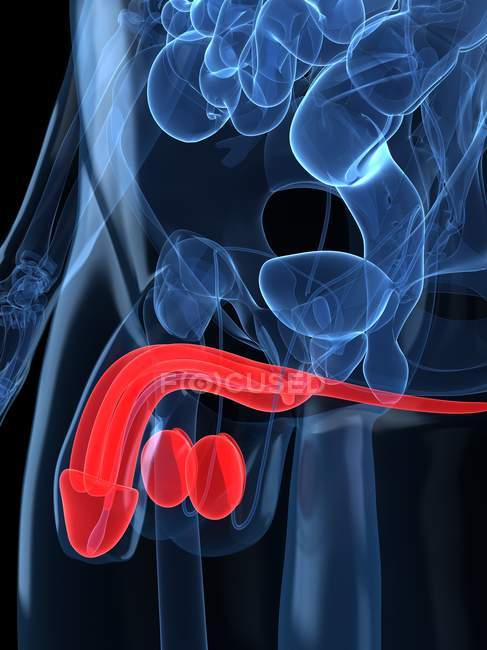 Male reproductive system — Stock Photo