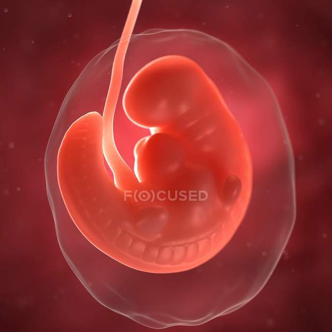 Vista del feto a 6 settimane — Foto stock