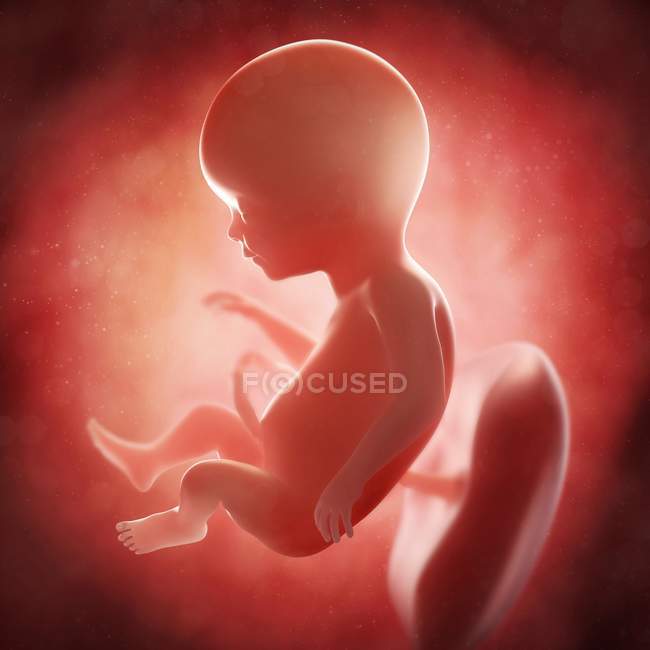 Vista del feto a las 17 semanas - foto de stock