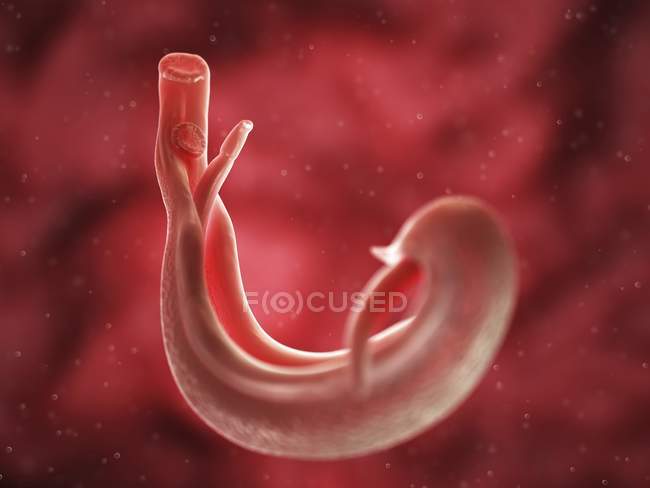 Flatworm Schistosome grike - foto de stock