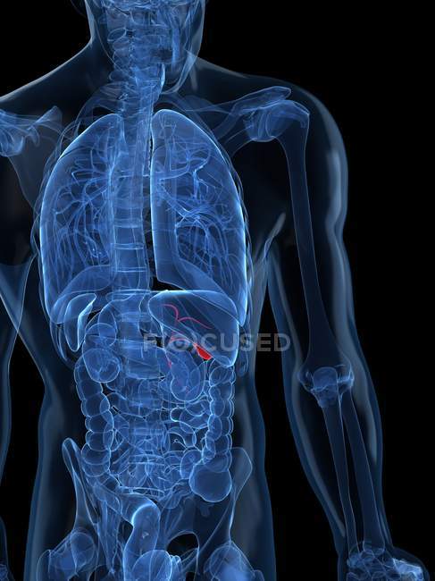 View of Healthy gallbladder — Stock Photo