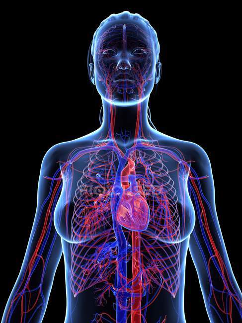 Système cardiovasculaire normal — Photo de stock
