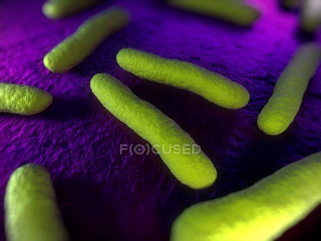 Organismes bactériens en forme de tige — Photo de stock