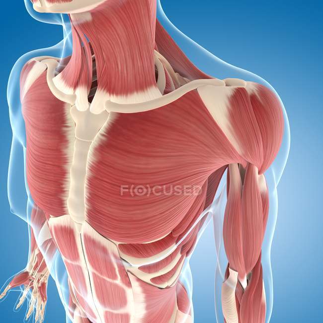 Chest and shoulders musculature — Stock Photo