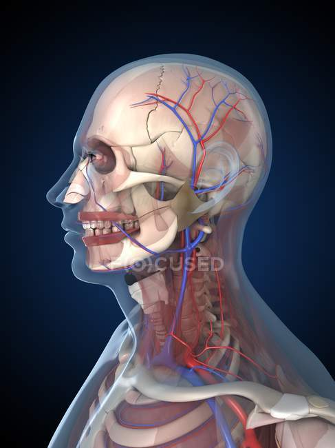Anatomía estructural de la cabeza humana - foto de stock