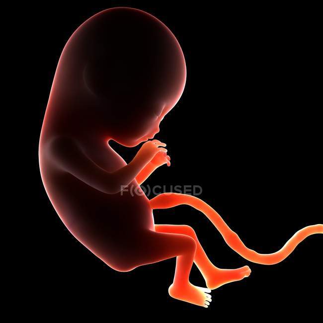 Dois meses de idade feto — Fotografia de Stock