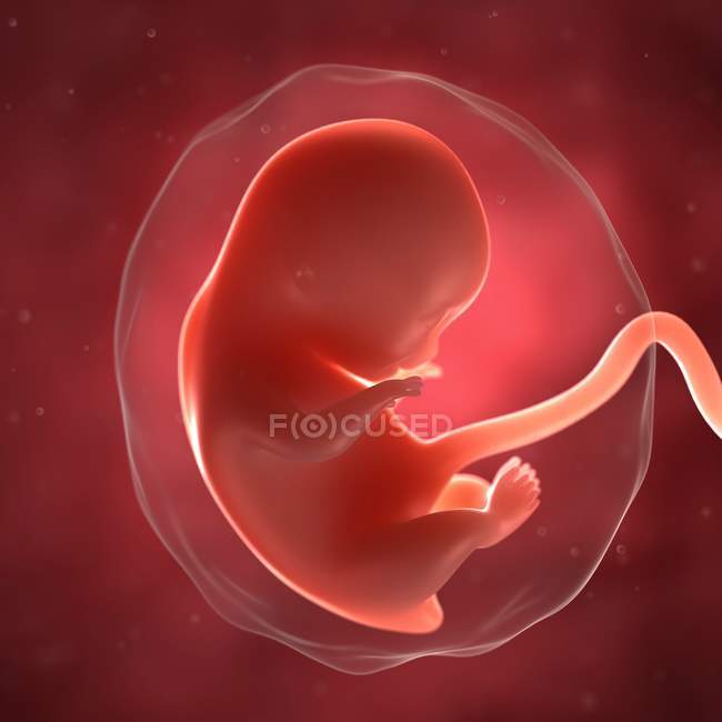View of fetus at 8 weeks — Stock Photo