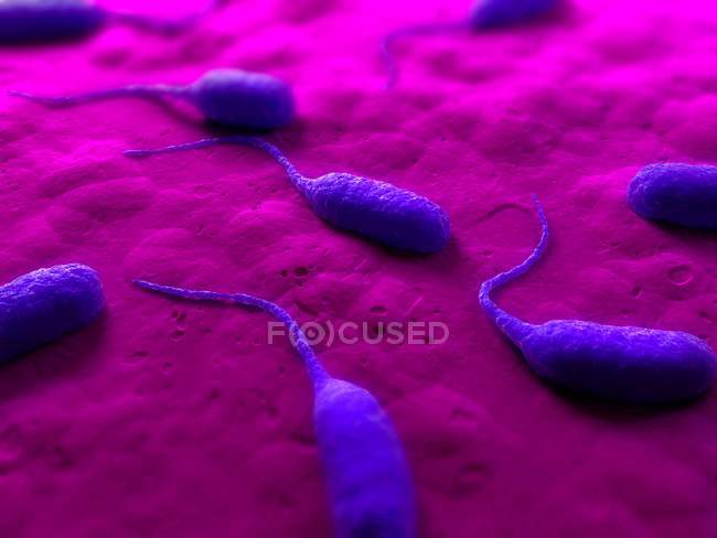 Вирощування бактеріальних колонії — стокове фото
