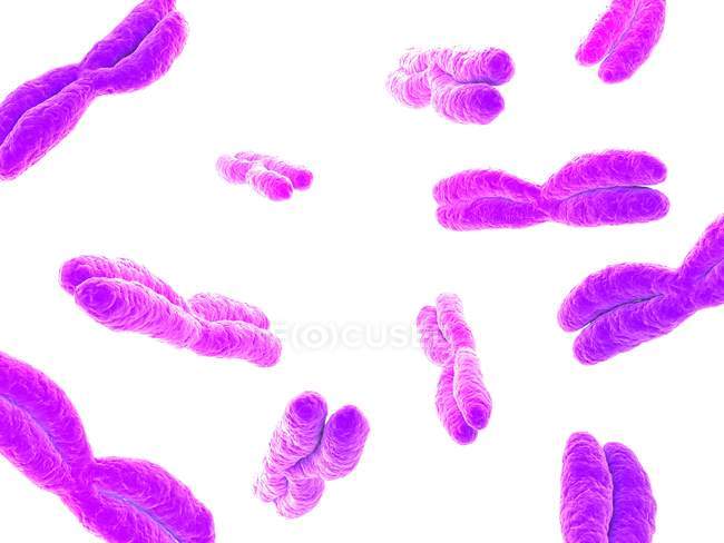 Хромосомы с четырехручной структурой — стоковое фото