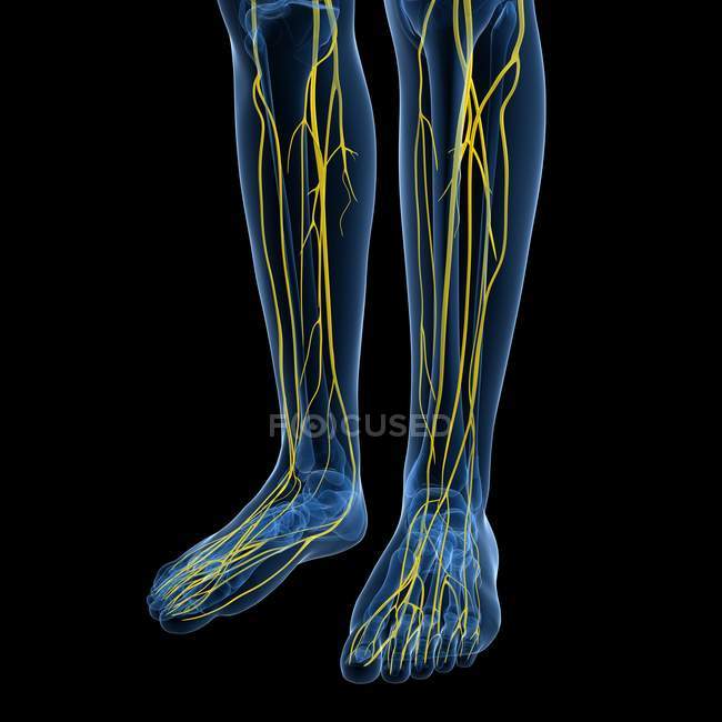 Hauptnerven des menschlichen Beines — Stockfoto