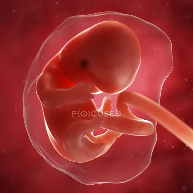 View Of Fetus At 7 Weeks Foetus Medicine Stock Photo