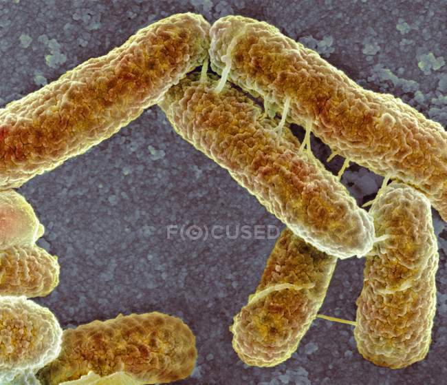 Batteri di Escherichia coli — Foto stock