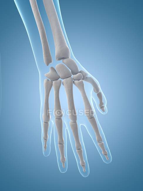 Ossa della mano umana — Foto stock
