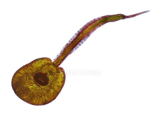 Паразитическая трематодная личинка — стоковое фото