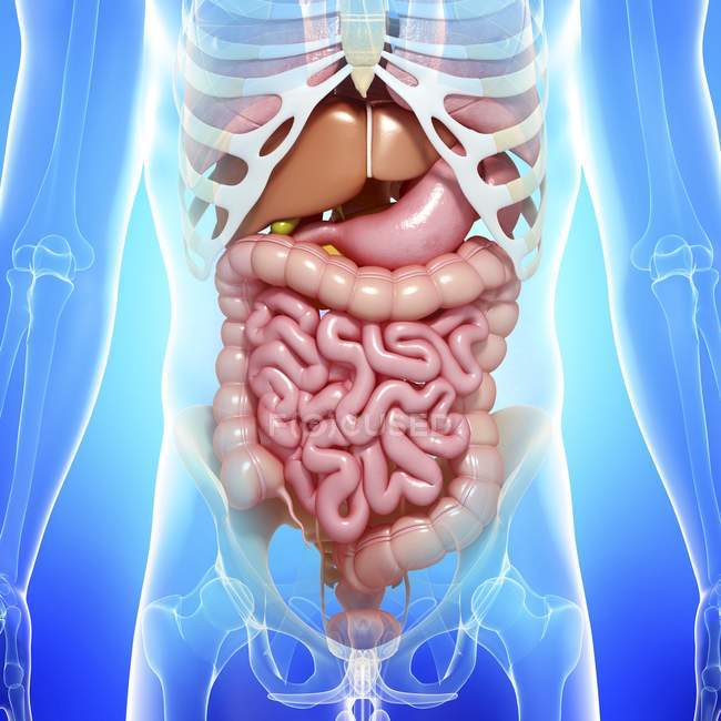 Sistema digestivo saudável — Fotografia de Stock