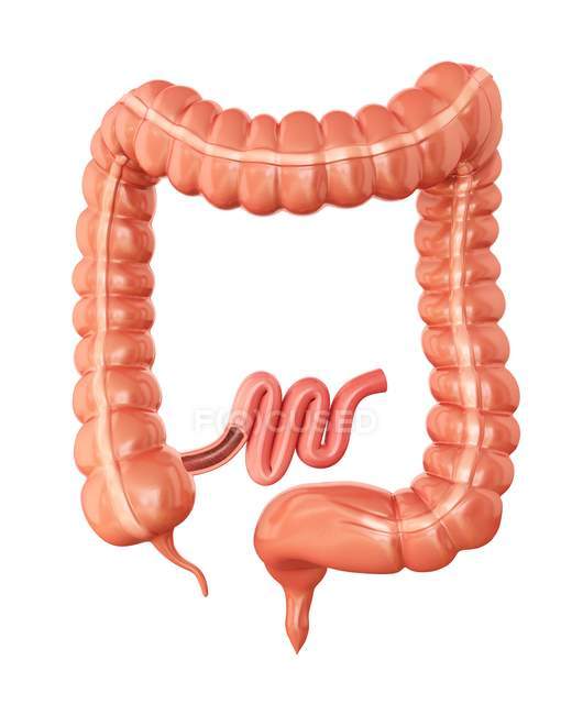 Anatomía del intestino grueso humano - foto de stock