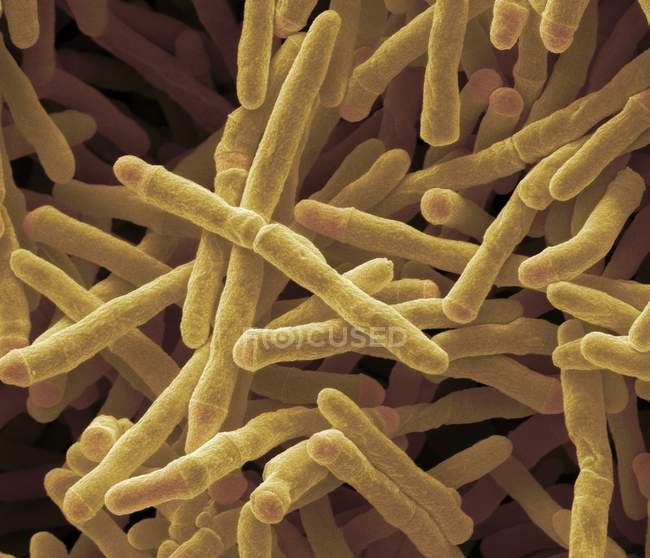Mycobacterium smegmatis bactéries — Photo de stock