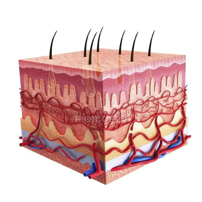 Anatomie de la peau humaine et approvisionnement en sang — Photo de stock